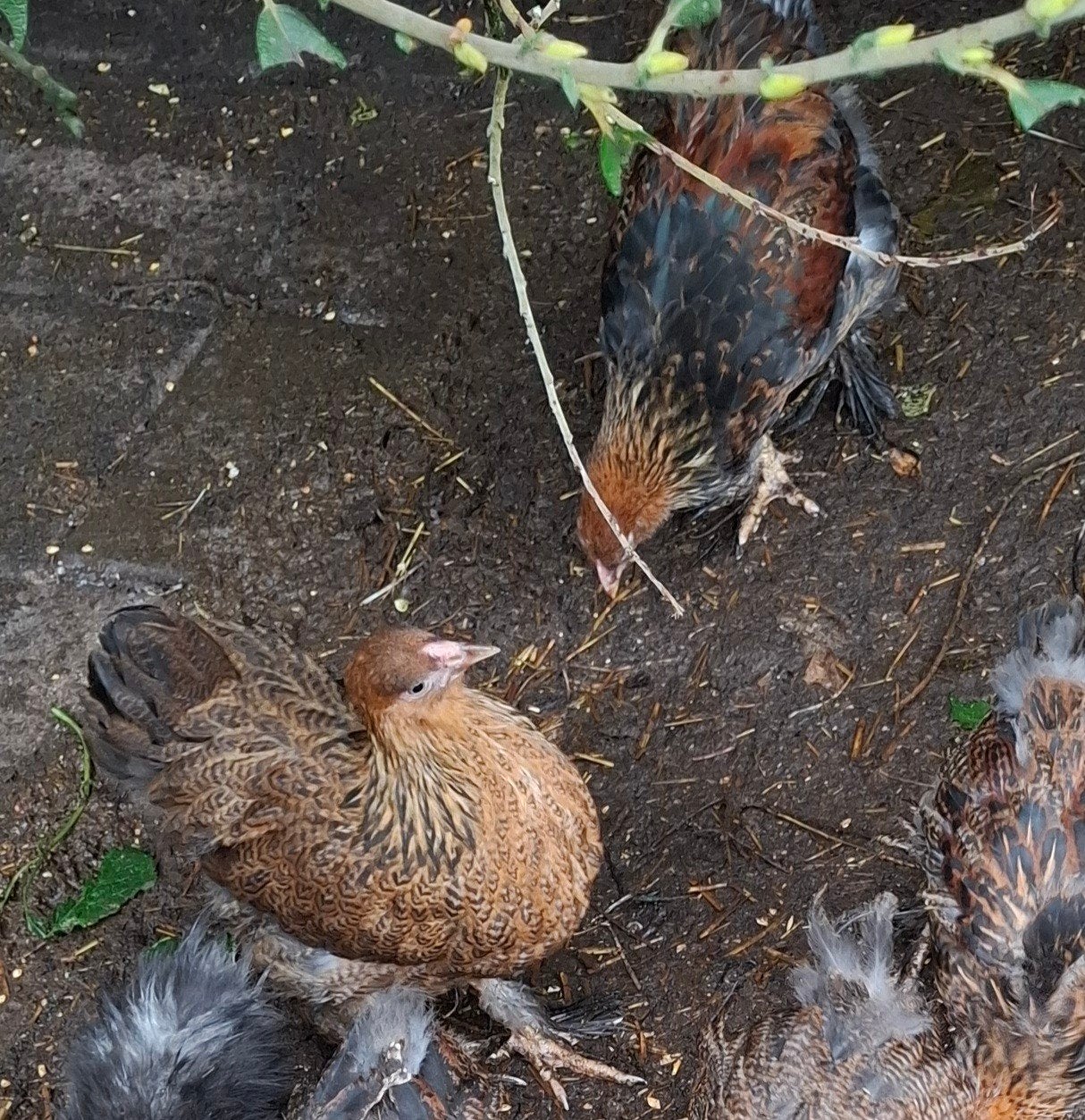 Brahma groot Isabel/ meerzomig patrijs, Dieren en Toebehoren, Pluimvee, Meerdere dieren, Kip