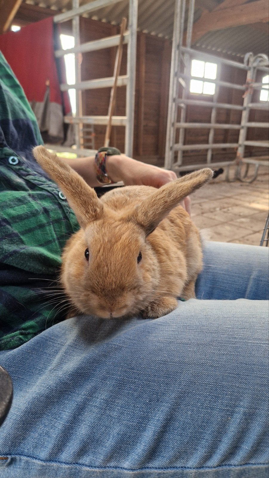 jong konijn, Dieren en Toebehoren, Konijnen, Mannelijk