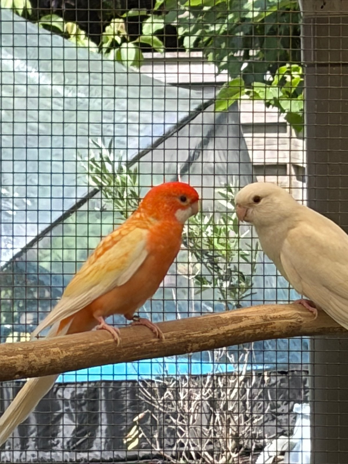 Te koop pennanten, Dieren en Toebehoren, Vogels | Parkieten en Papegaaien, Meerdere dieren, Parkiet, Geringd