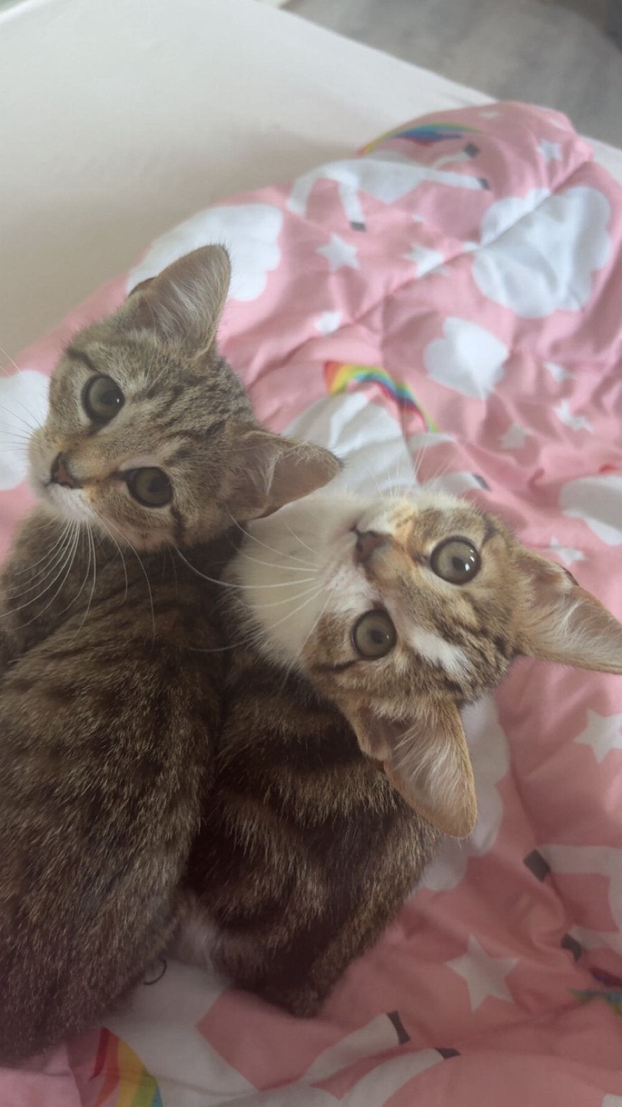 Toyger X Europese Korthaar kittens, Dieren en Toebehoren, Meerdere dieren, Ontwormd, 0 tot 2 jaar