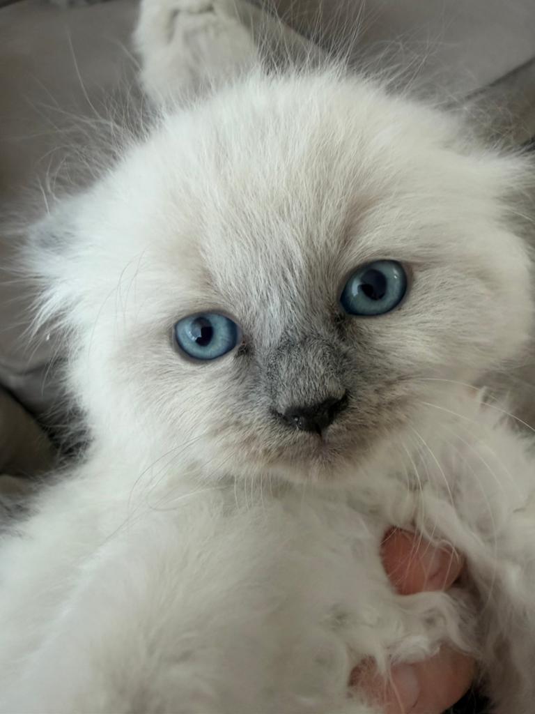Ragdoll kittens, Meerdere dieren, Ontwormd