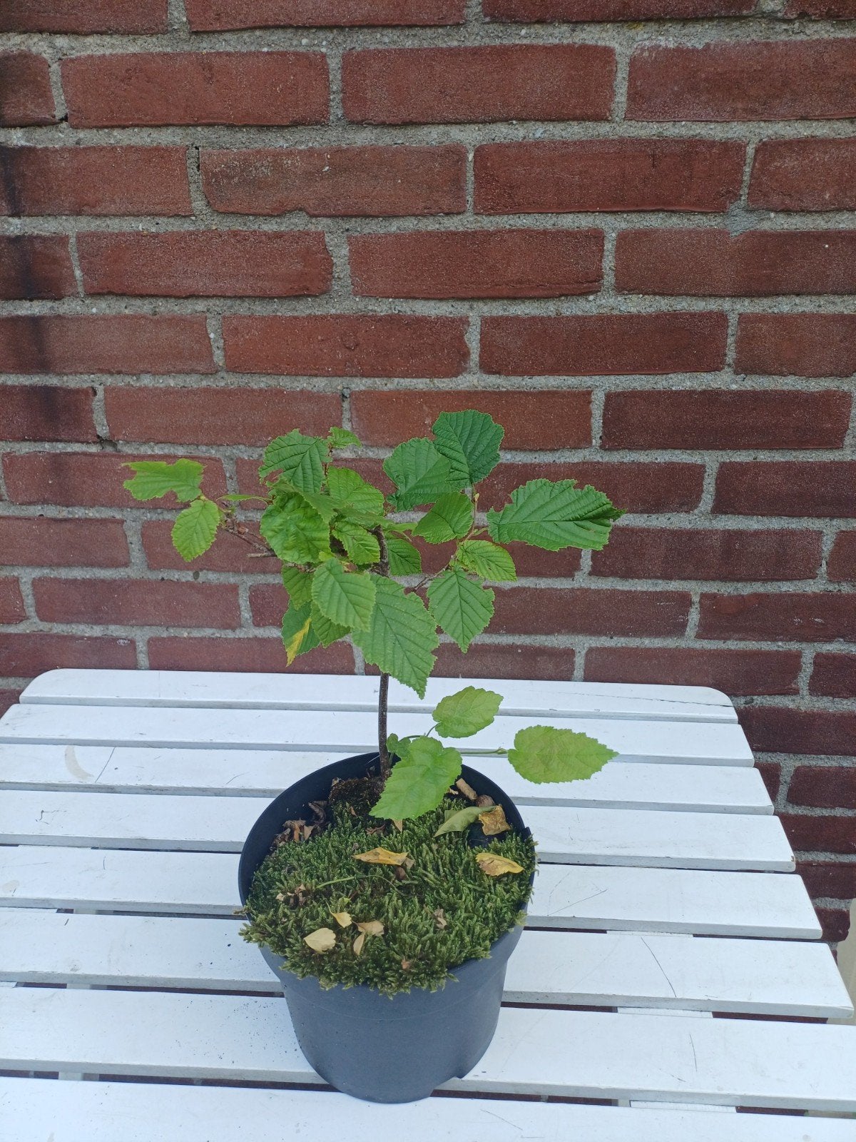 Hazelaar (Corylus avellana) - Jonge boom in pot, Ophalen, In pot, Volle zon, Overige soorten