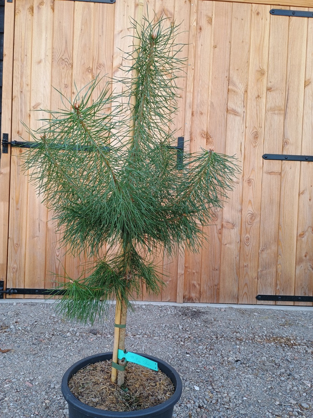 Pinus Sylvestris - Grove Den in pot, Tuin en Terras, Volle zon, Vaste plant, Bloeit niet, Ophalen
