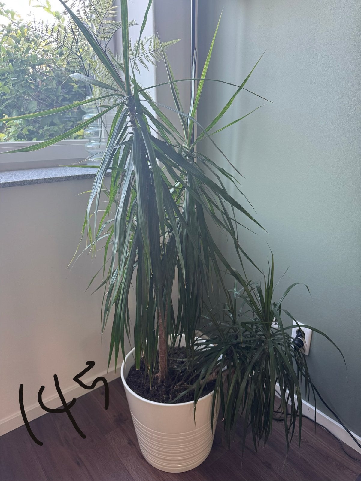 Mooie Dracaena Marginata (145 cm) + witte IKEA sierpot, Huis en Inrichting, Kamerplanten, Ophalen, Halfschaduw