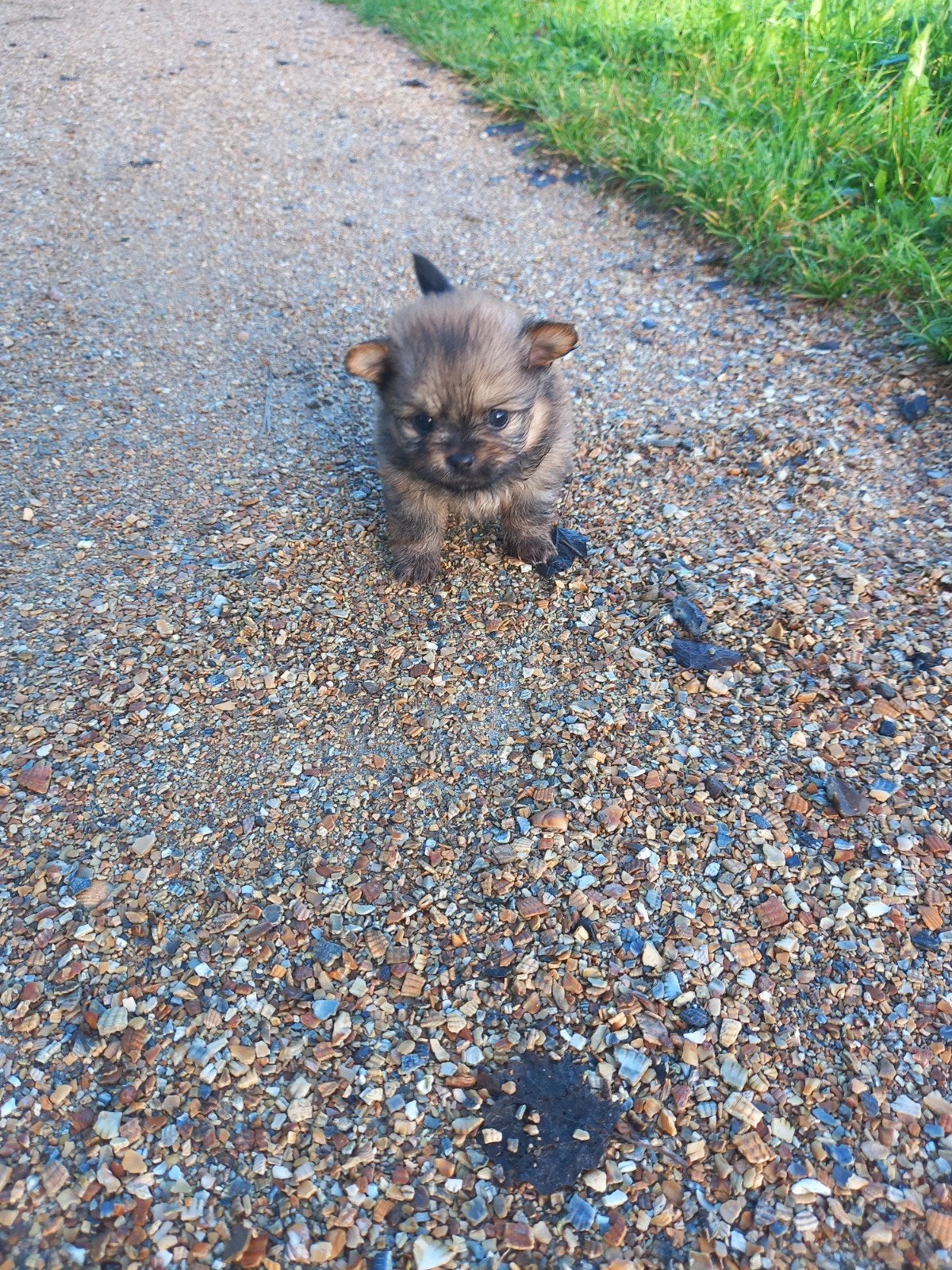 Dwergkees x Chihuahua Pomchi pups, Overige rassen, 8 tot 15 weken, Meerdere, Meerdere dieren