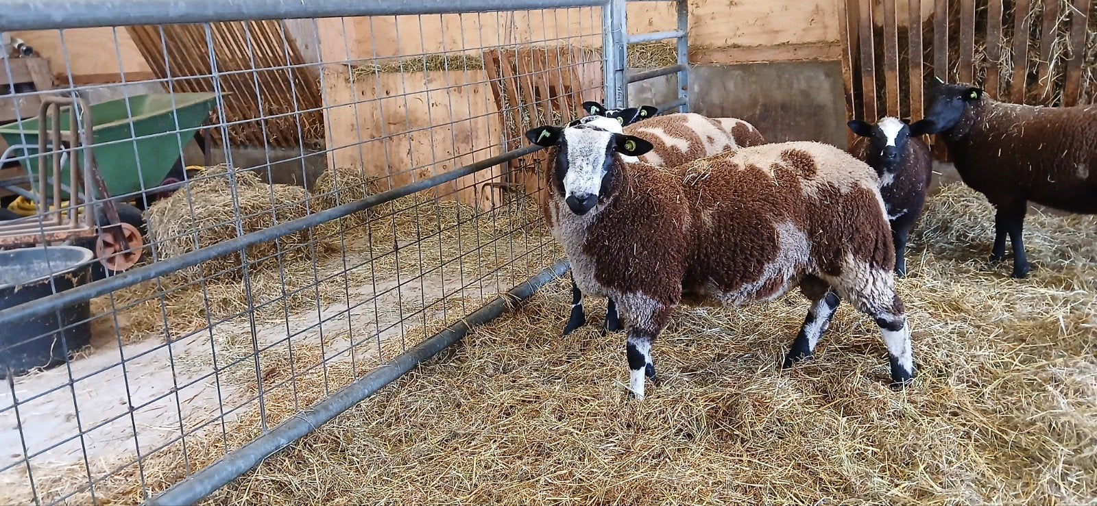 Te koop bonte rammen, Dieren en Toebehoren, Mannelijk, Schaap, 0 tot 2 jaar