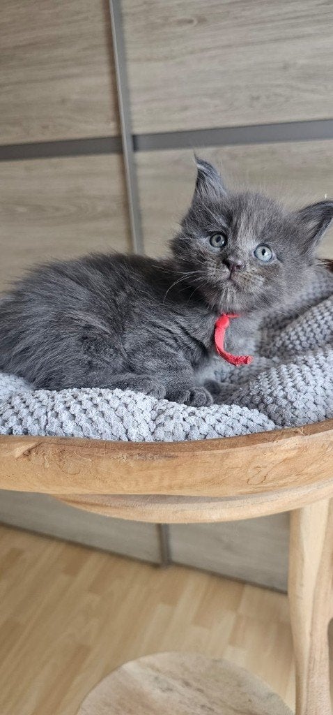 Maine coon kittens xxl met kampioens stamboom Rus.lijn, Meerdere dieren, Met stamboom, 0 tot 2 jaar