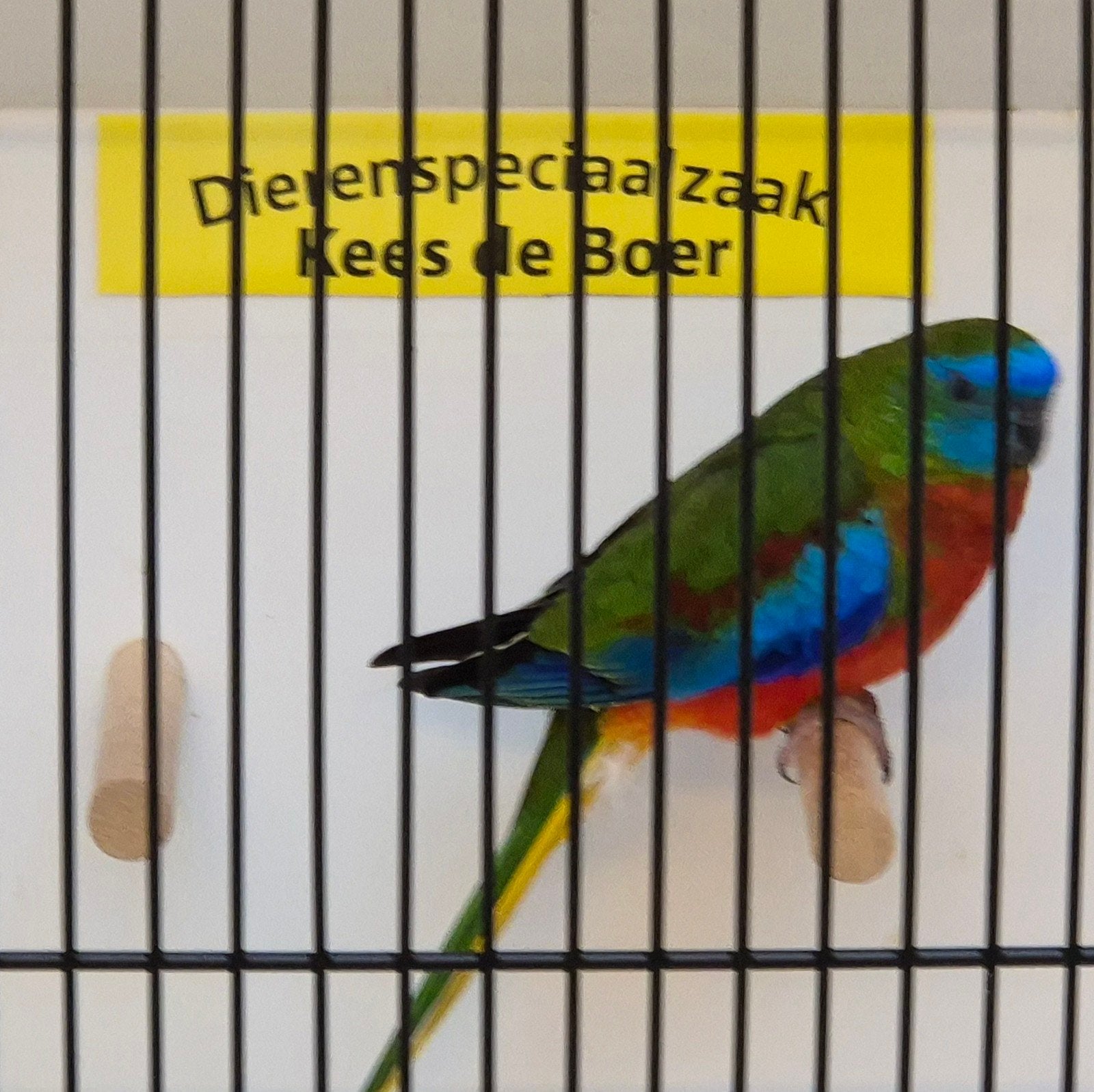 roodbuik turquoisine parkiet man, Mannelijk, Parkiet