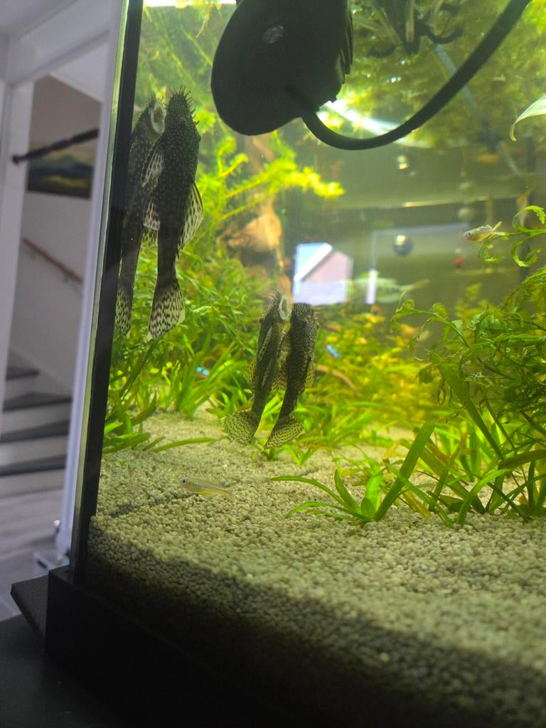 Ancistrus algeneter (borstelneus), Dieren en Toebehoren, Overige typen, Zoetwatervis