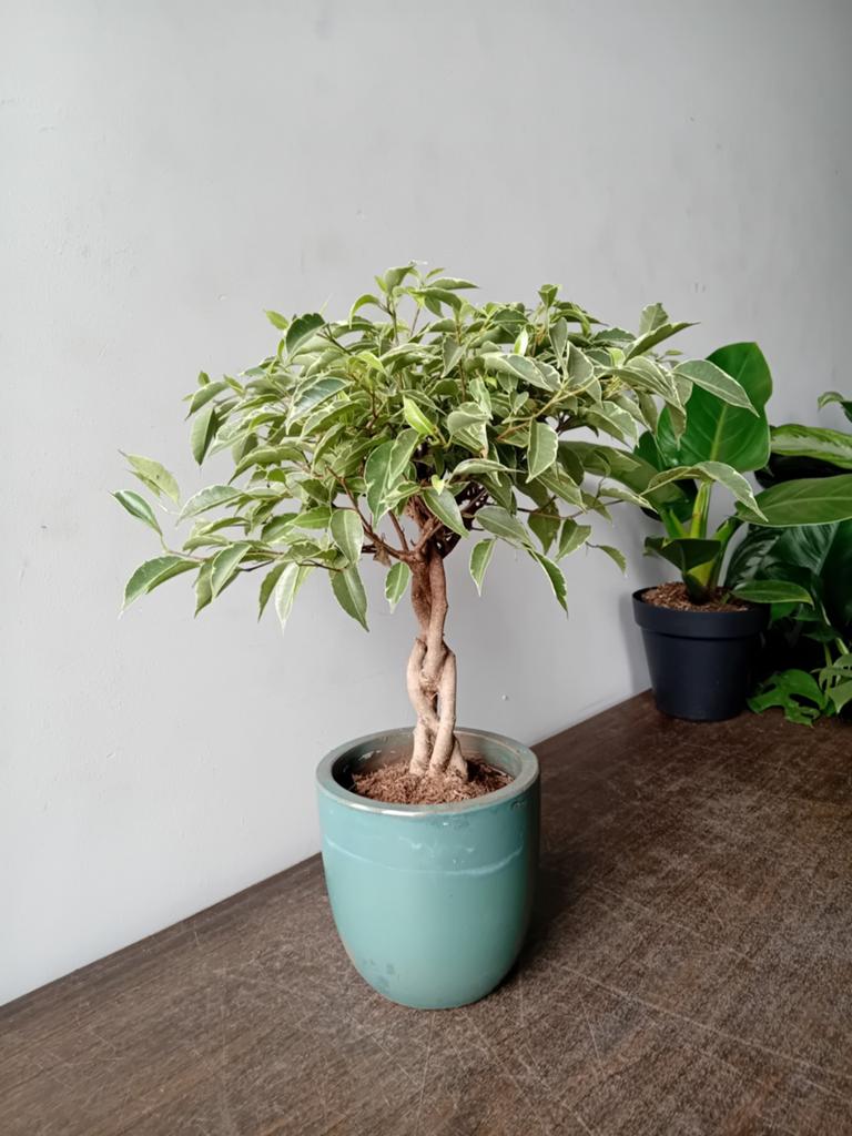Kamerplant 40cm ficus bonsai, Ophalen, Ficus, Halfschaduw, In pot
