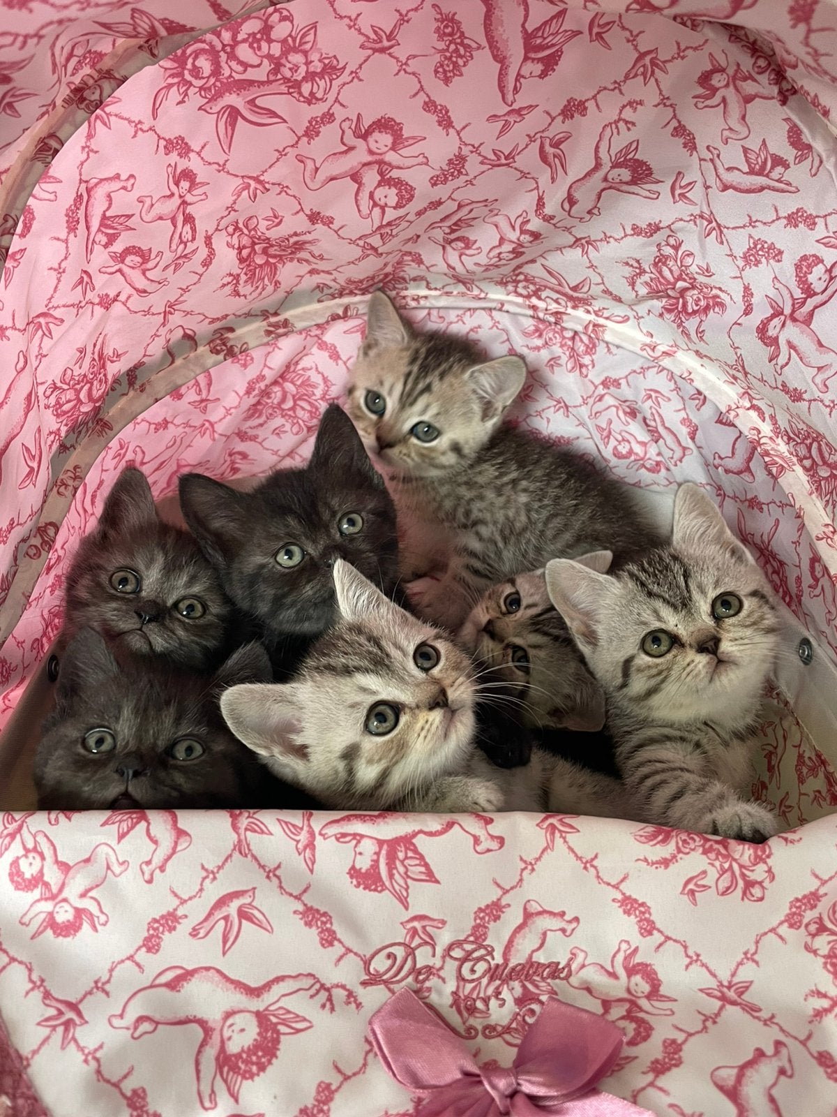 Britse korthaar kittens, Dieren en Toebehoren, Katten en Kittens | Raskatten | Korthaar, Meerdere dieren, Ontwormd, 0 tot 2 jaar