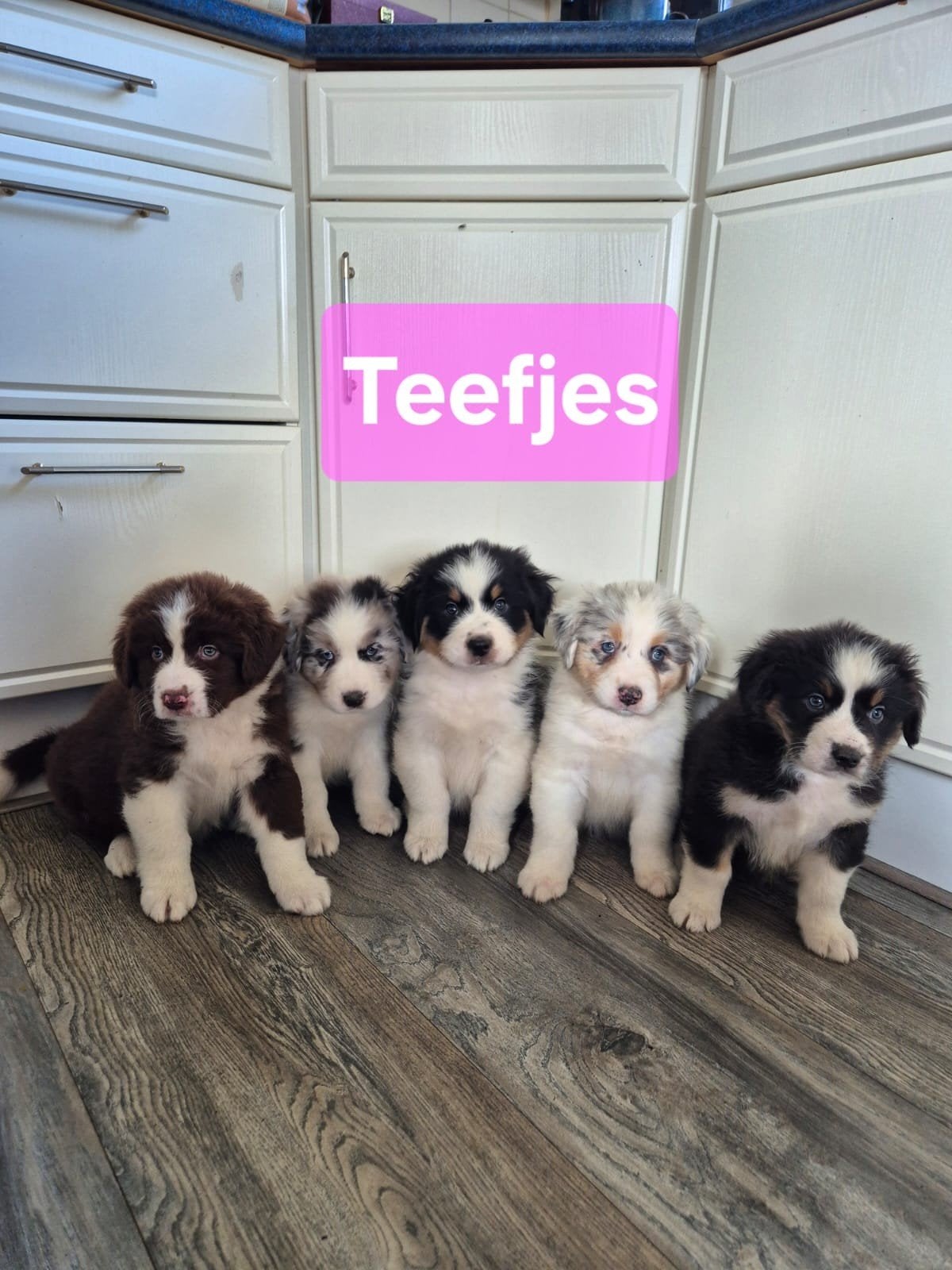 AUSTRALIAN SHEPERD PUPS, Nederland, Meerdere, Meerdere dieren, Fokker | Professioneel