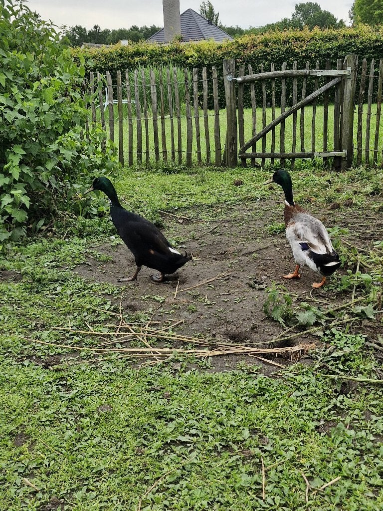 Loopeenden man, Dieren en Toebehoren, Mannelijk