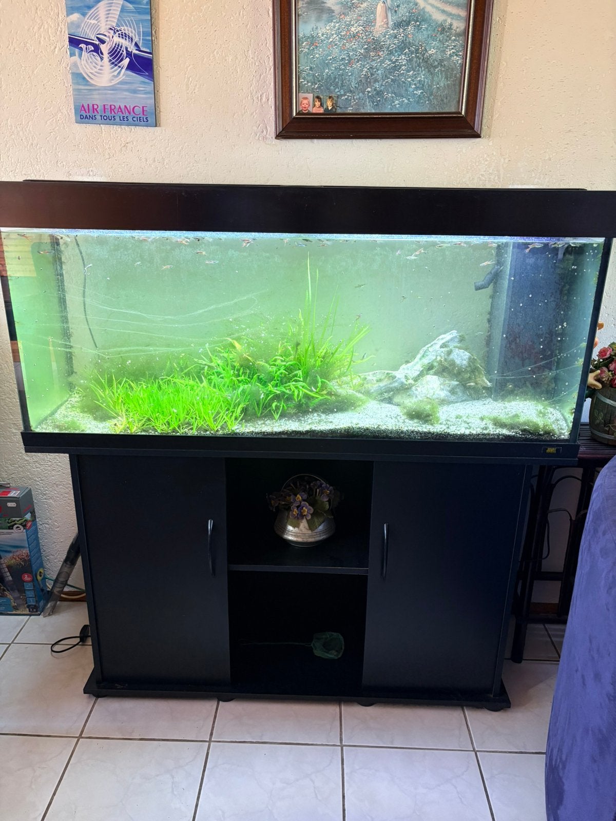 Juwel 240 aquarium, Dieren en Toebehoren, Ophalen, Zo goed als nieuw, Gevuld zoetwateraquarium