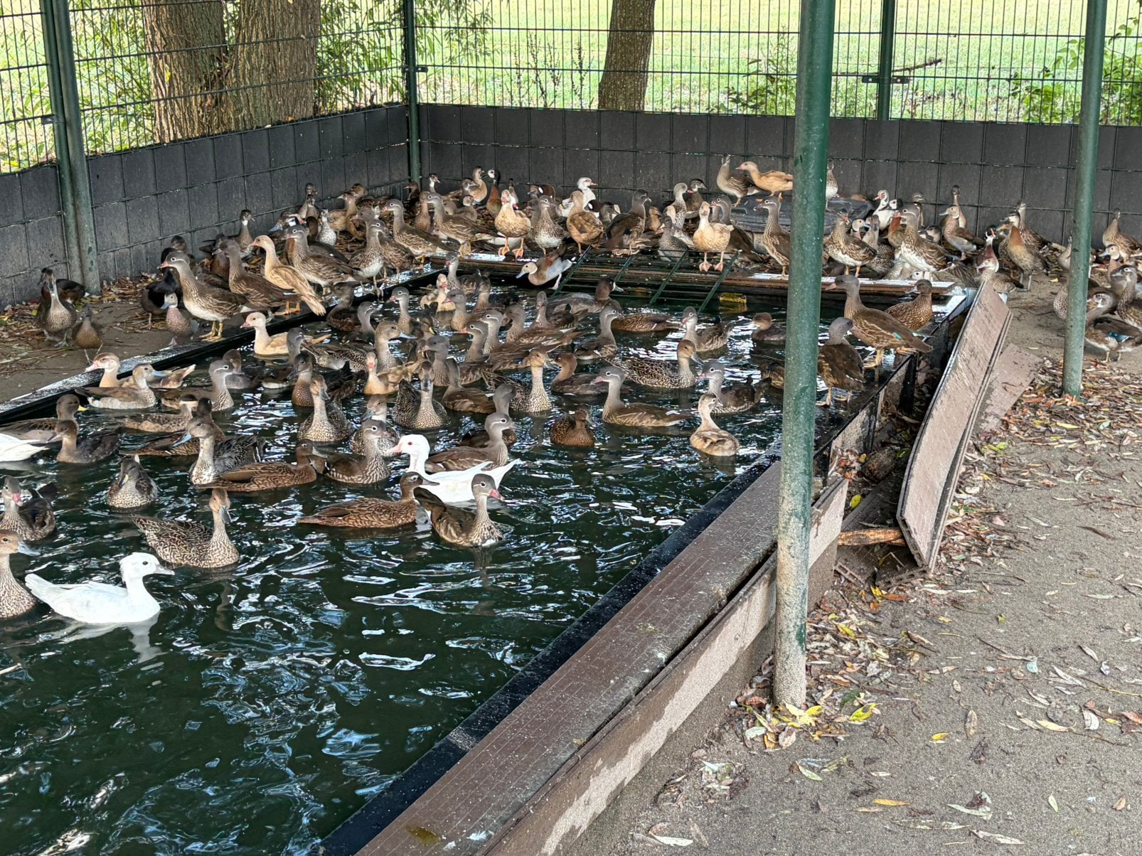 Gevraagd: zwarte zwanen, Meerdere dieren, Gans of Zwaan