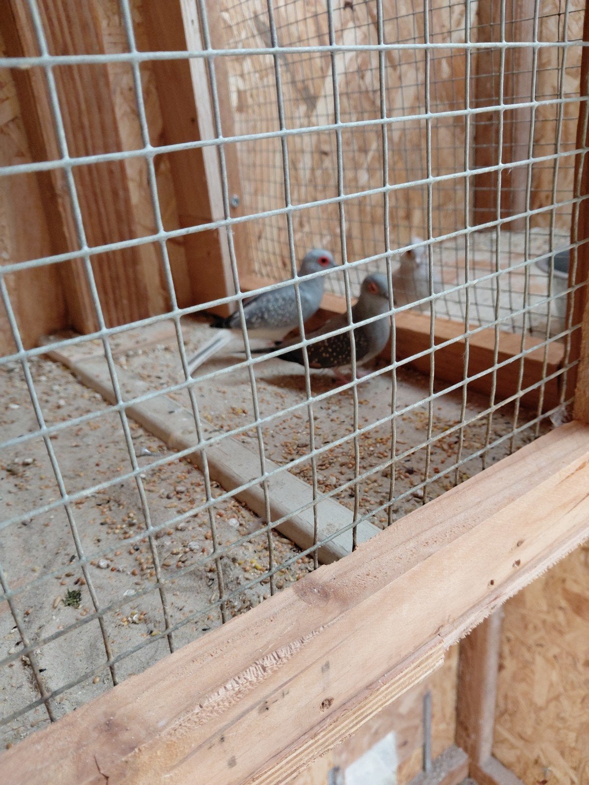 te koop kweekkpoppel diamant duifjes doe een bod, Meerdere dieren, Overige soorten