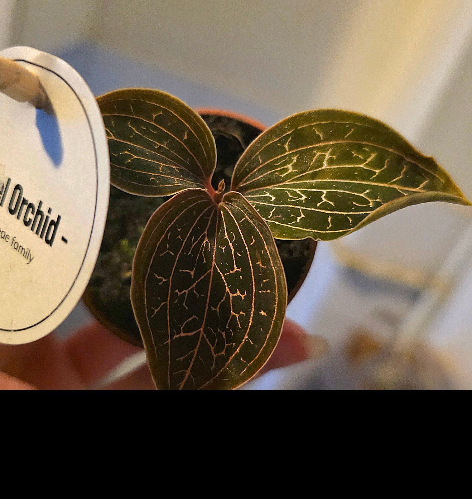 Anoectochilus chapaensis "jewel orchid", Ophalen of Verzenden, Halfschaduw, Minder dan 100 cm