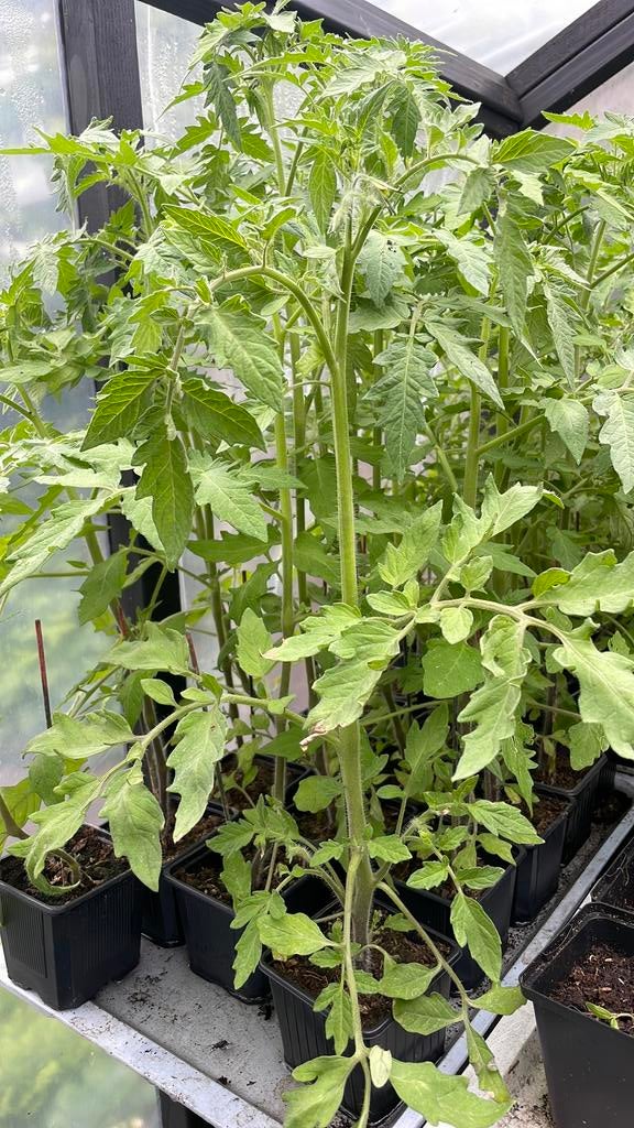 Sla Andijvie Tomaten paprika’s aubergine augurken moestuin, Tuin en Terras, Planten | Tuinplanten, Ophalen, Volle zon, Groenteplanten