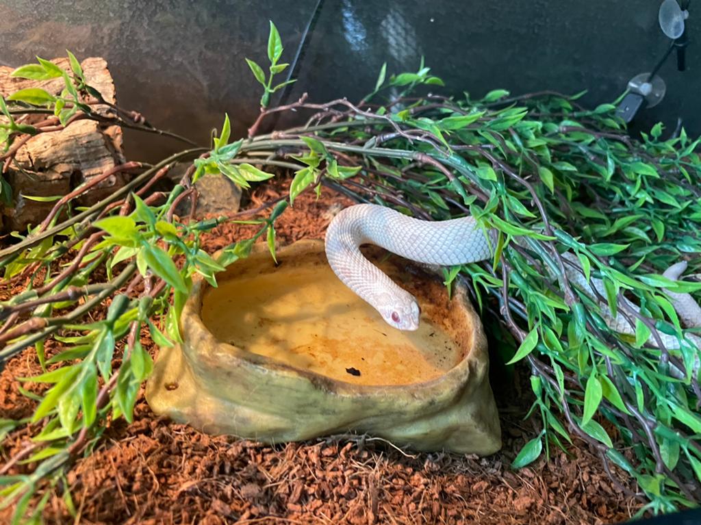Haakneus Yeti met compleet terrarium Hognose Snake - unknown for sale from Fam