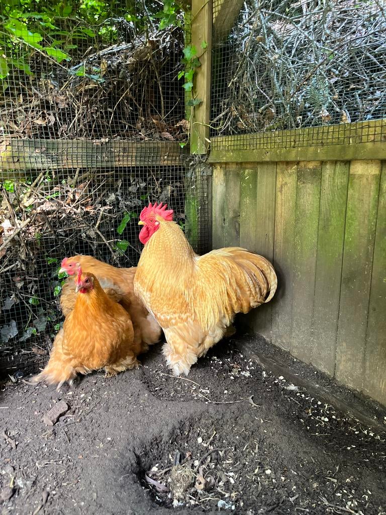 Cochin kriel haan buff/gepareld, Dieren en Toebehoren, Pluimvee, Mannelijk, Kip