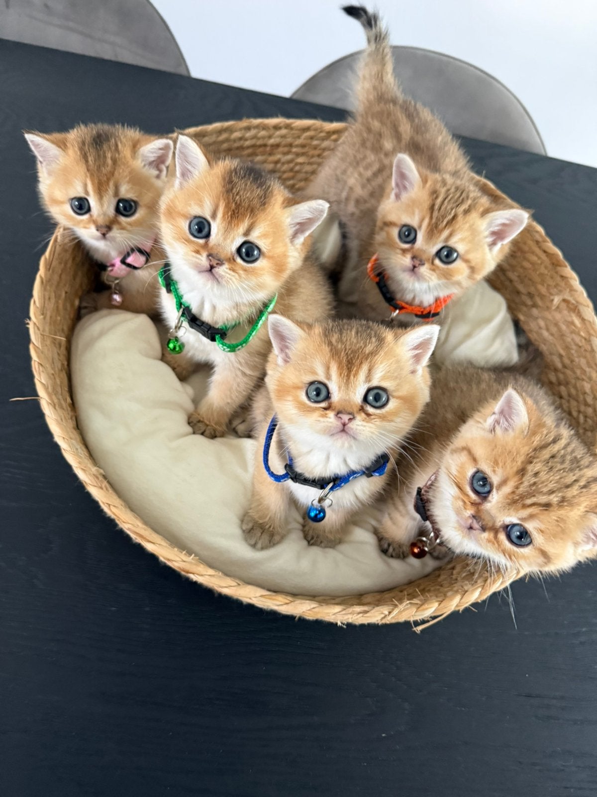 Britse kortharen NY11 Golden Shaded - Katertjes, Kater, Gechipt, 0 tot 2 jaar
