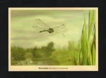 Glassnijder Libelle Insecten Natuur Moeras., Verzamelen, Ophalen of Verzenden, 1980 tot heden, Ongelopen, Overige soorten