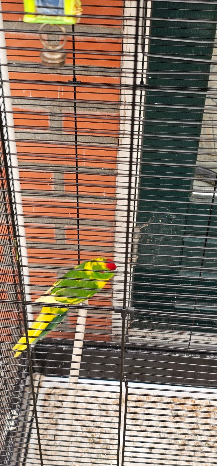 Kakariki man, Dieren en Toebehoren, Vogels | Parkieten en Papegaaien, Mannelijk, Parkiet