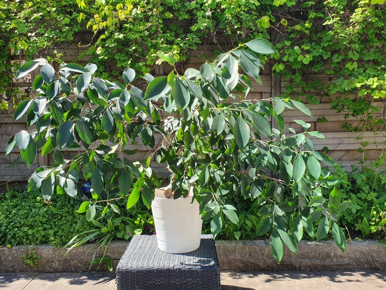 Prachtig groot 60 jaar oud bonsai boom Altijd groenblad, Huis en Inrichting, Kamerplanten, Ophalen of Verzenden, Halfschaduw, Minder dan 100 cm