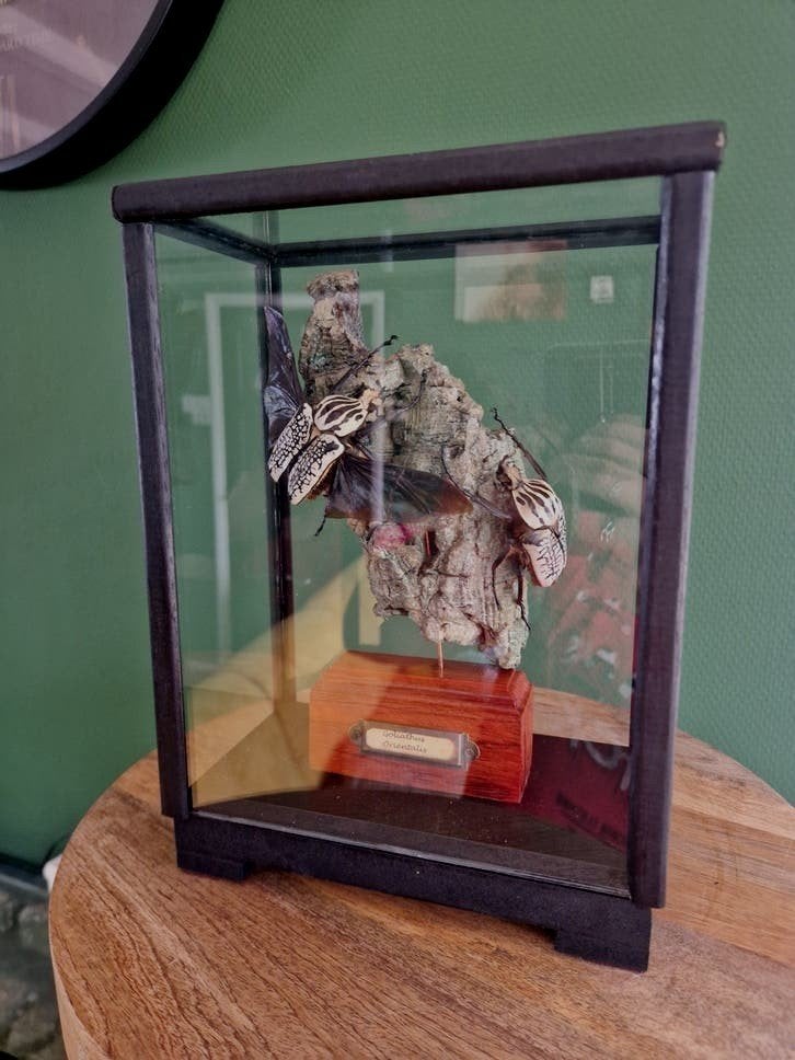 Goliathus Orientalis kevers in vitrine - Taxidermie, Ophalen, Zo goed als nieuw