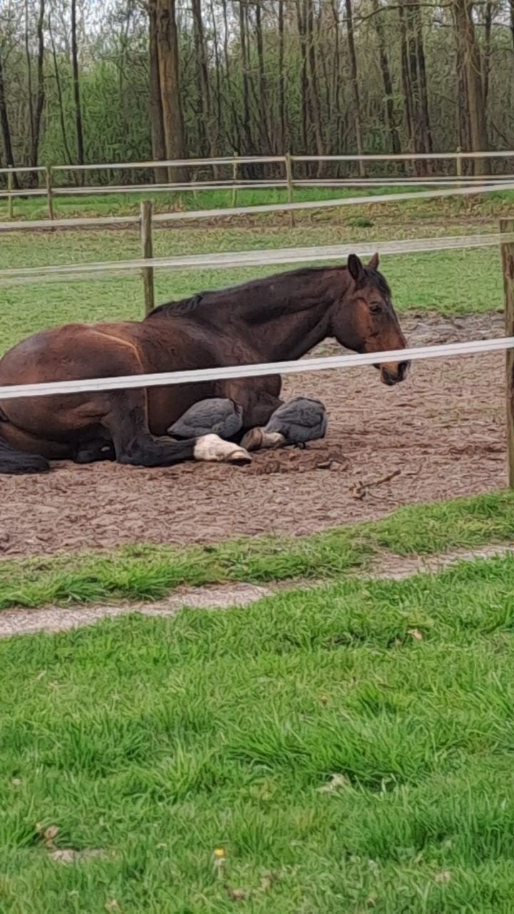 Plekje vrij op paddock paradise aan huis ., Dieren en Toebehoren, Stalling en Weidegang
