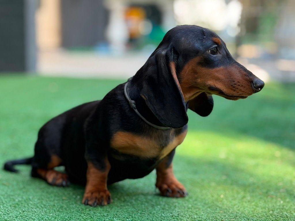 Prachtige korthaar teckelpups, Rabiës (hondsdolheid), 15 weken tot 1 jaar, Korthaar, Dwerg