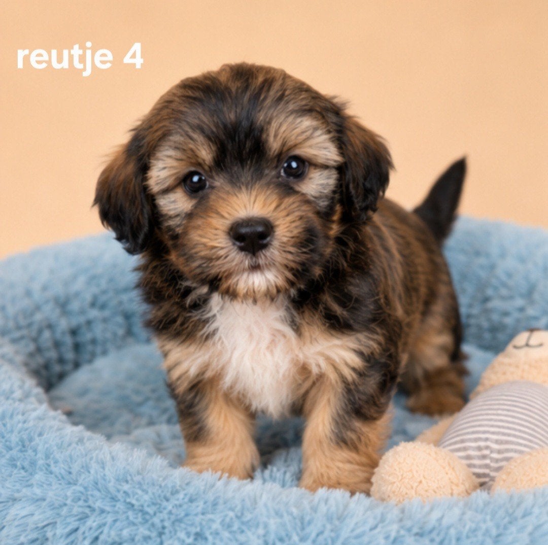 Super mooie boomer pups.Maltezer maal shih tzu, Parvo, Overige rassen, 8 tot 15 weken, Meerdere