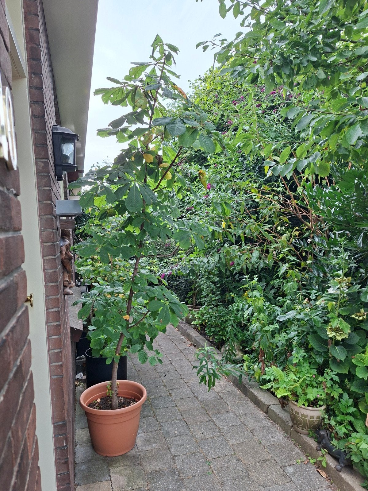 Kastanje Boom, Ophalen, Zomer, Overige soorten, 100 tot 250 cm