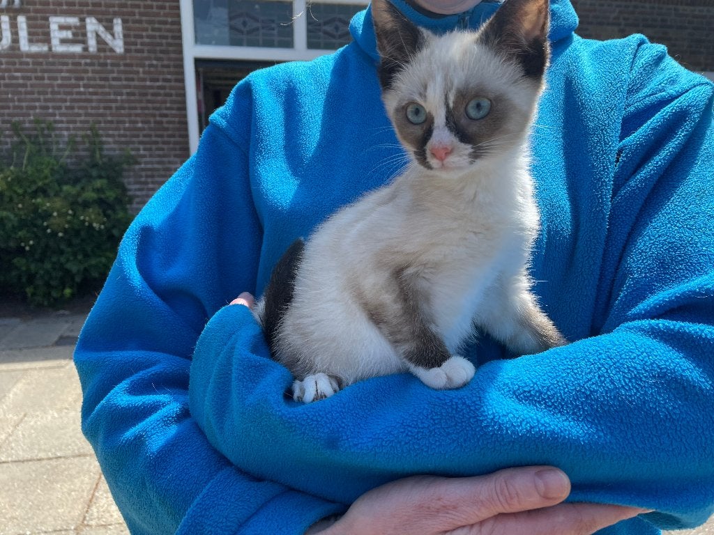 25% Heilige Birmaan poesjes, Dieren en Toebehoren, Poes, Kortharig, 0 tot 2 jaar