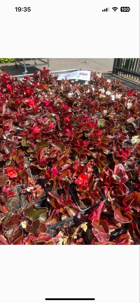 Begonia’s, Eenjarig, Halfschaduw, Zomer, Ophalen