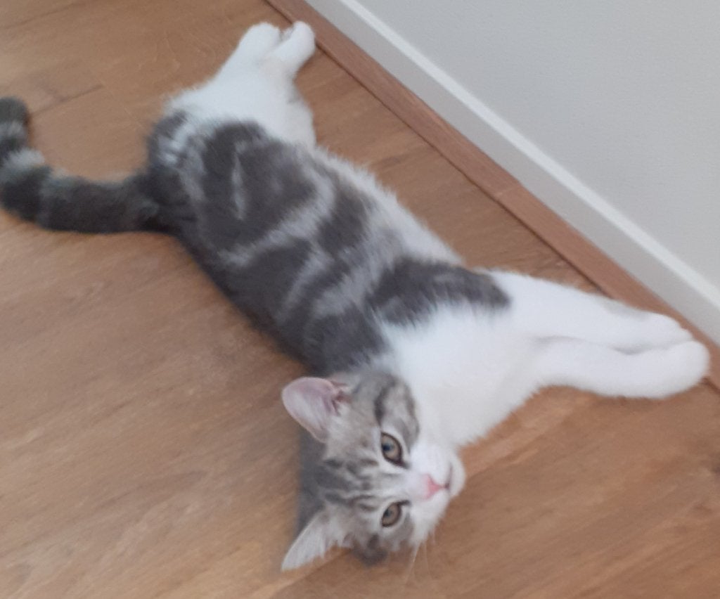 Brits kort en langhaar, Dieren en Toebehoren, Katten en Kittens | Raskatten | Korthaar, Meerdere dieren, Ontwormd, 0 tot 2 jaar