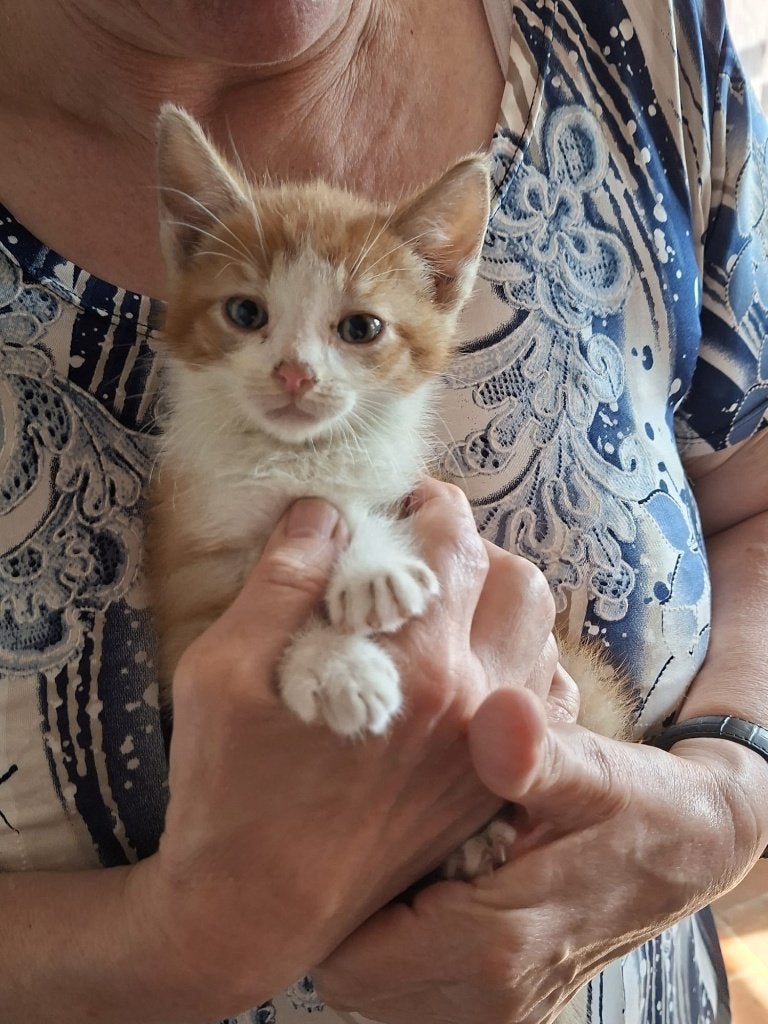 kittens, Meerdere dieren, Kortharig, 0 tot 2 jaar