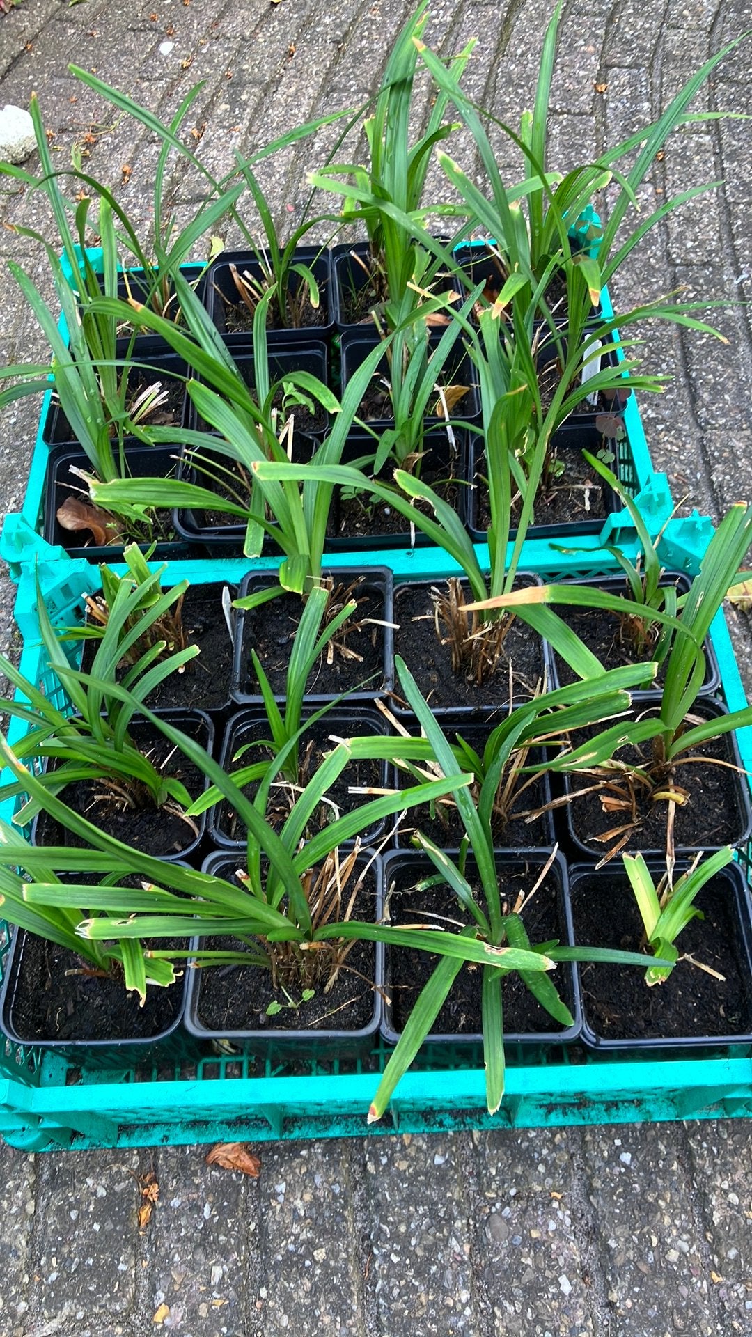 Lelie gras, Ophalen, Vaste plant, Siergrassen, Halfschaduw