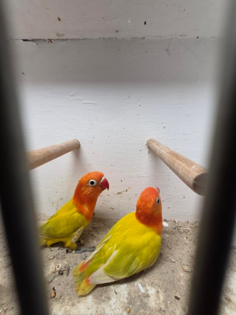 2 jonge fischeri agapornis opaline split lutino., Geslacht onbekend, Dwergpapegaai of Agapornis