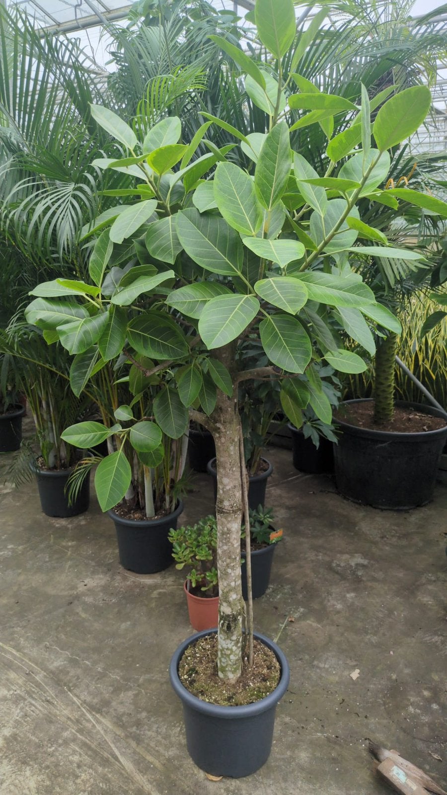 Ficus benghalensis dikke stam 220 cm, Overige soorten, 100 tot 250 cm, Zomer, Ophalen