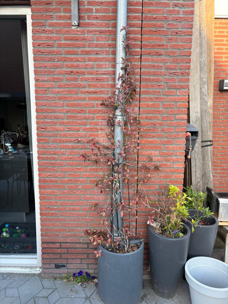 Toscaanse Jasmijn in pot - Zoekt een liefdevol thuis!, Volle zon, Vaste plant, Ophalen of Verzenden, Klimplanten