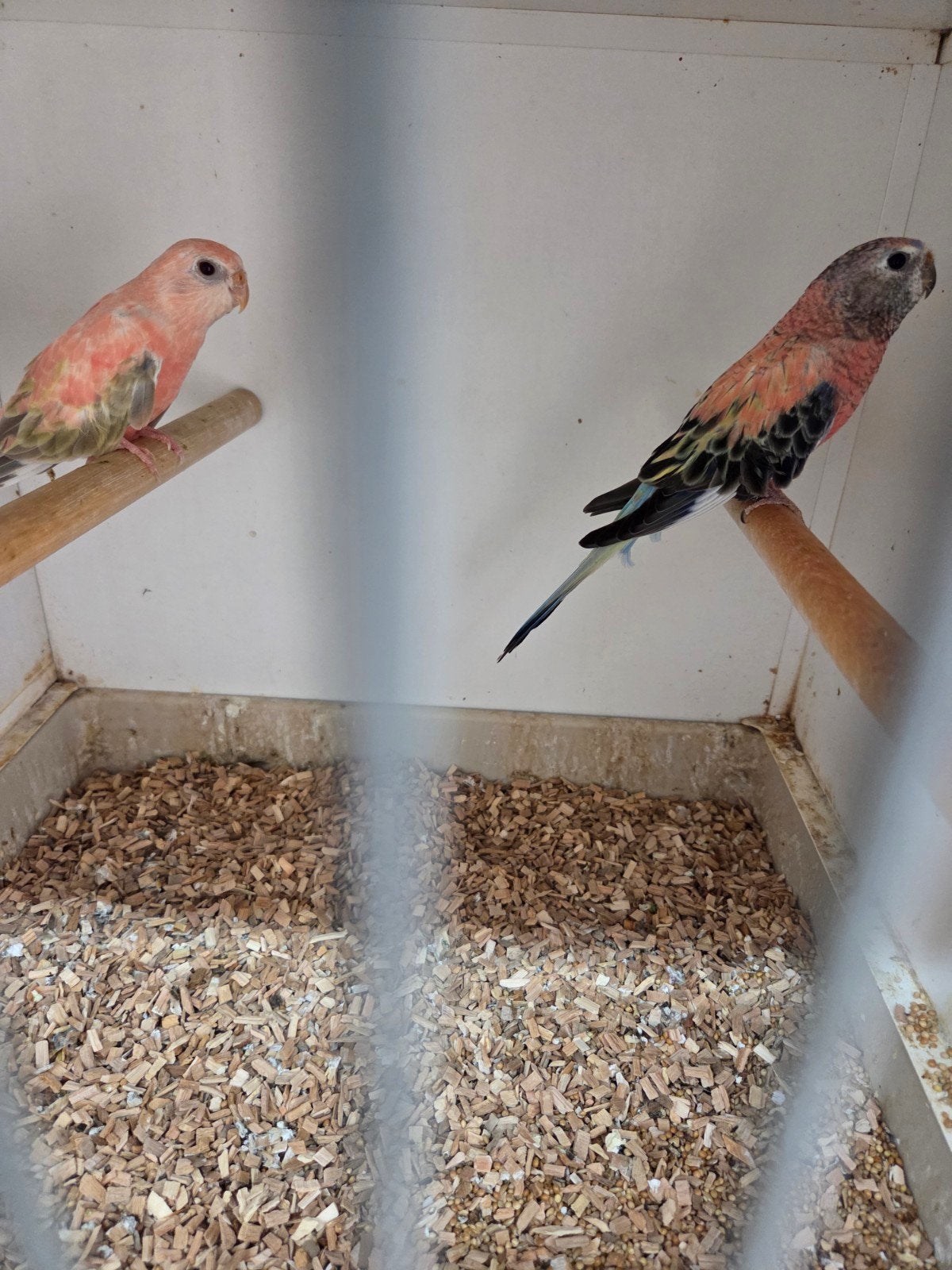 bourks poppen, Dieren en Toebehoren, Vrouwelijk, Parkiet