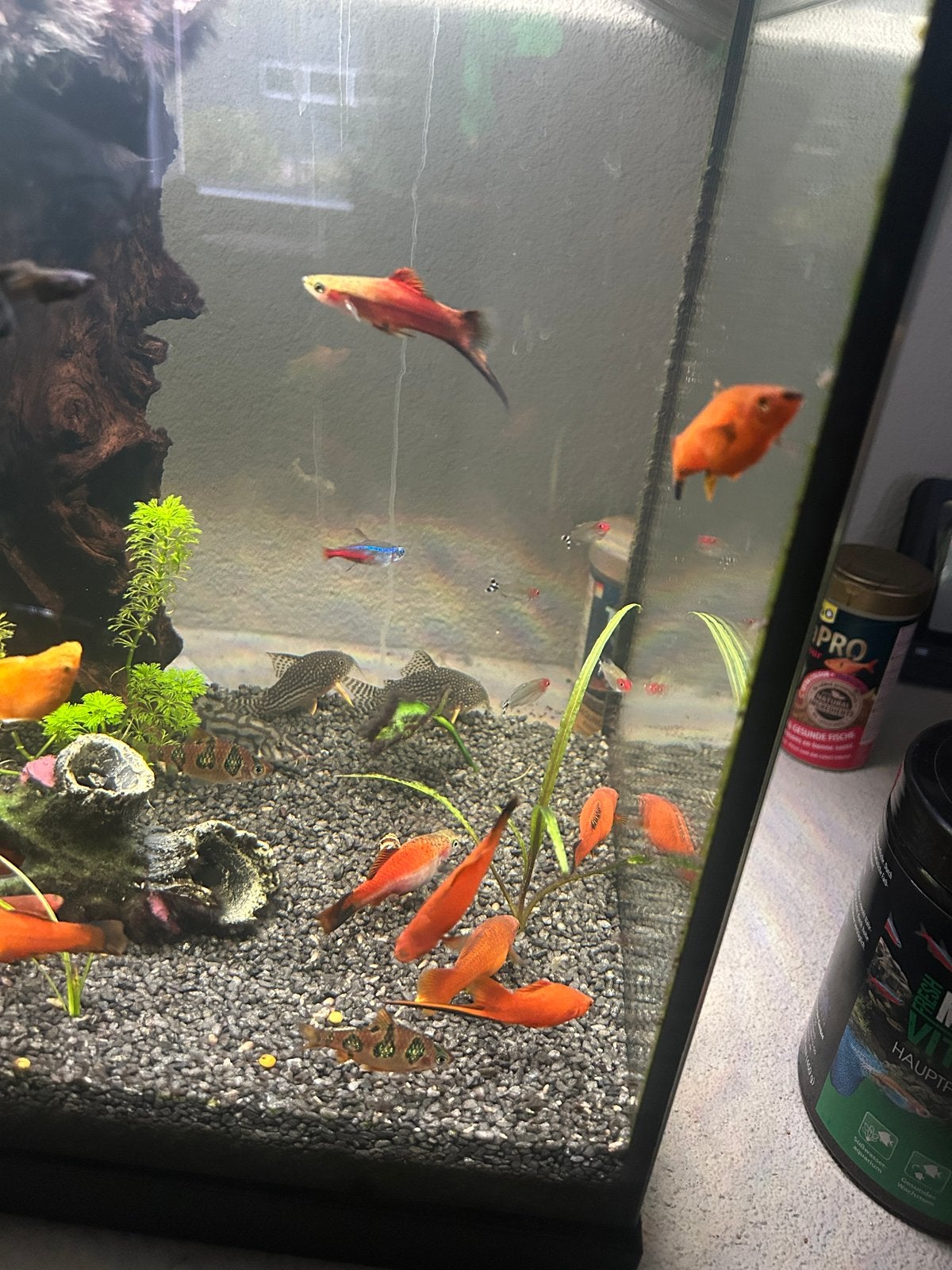 Te Koop Mooie Zwaarddragers, Vis, Zoetwatervis, Schoolvis
