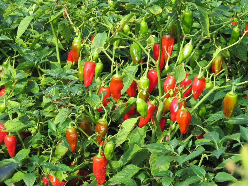Jalapeño peper plant 3 euro, Ophalen, Volle zon, Groenteplanten, Eenjarig