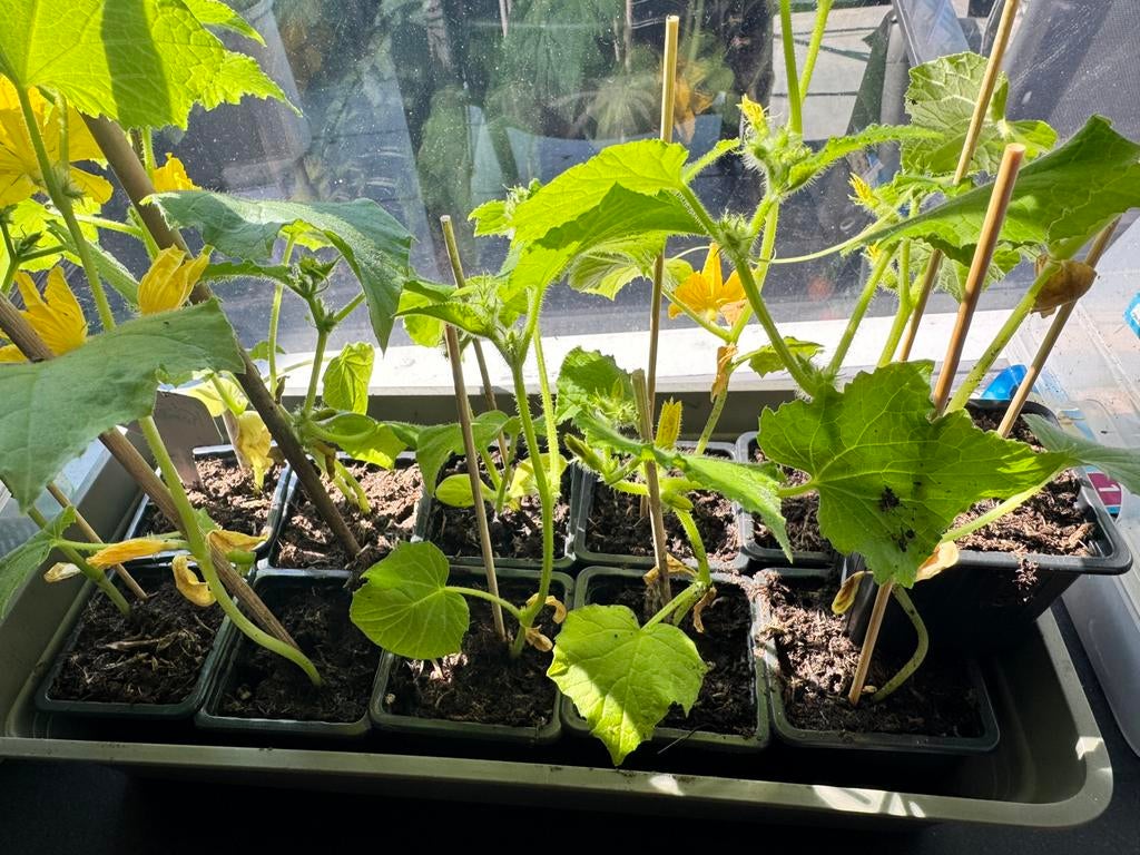 Moestuinplantjes oa komkommer, tomaat, watermeloen,aubergine, Ophalen, Eenjarig, Overige soorten, Volle zon