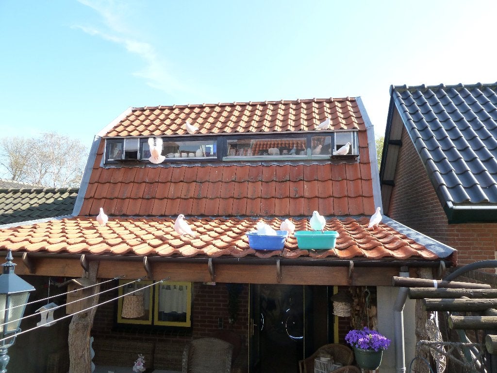 WITTE POSTDUIVEN, Meerdere dieren, Postduif