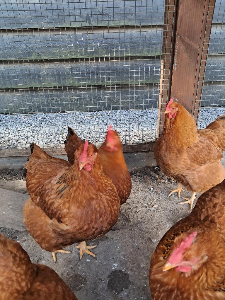 New hampshire kippen, Dieren en Toebehoren, Vogels | Overige Vogels, Vrouwelijk