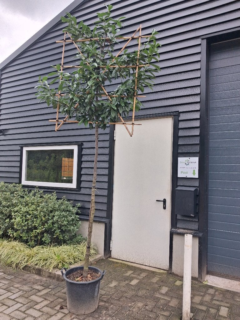 Prunus l. Novita / laurierkers (leiboom) €95,-, Tuin en Terras, Leiboom, Ophalen of Verzenden, Lente, 250 tot 400 cm