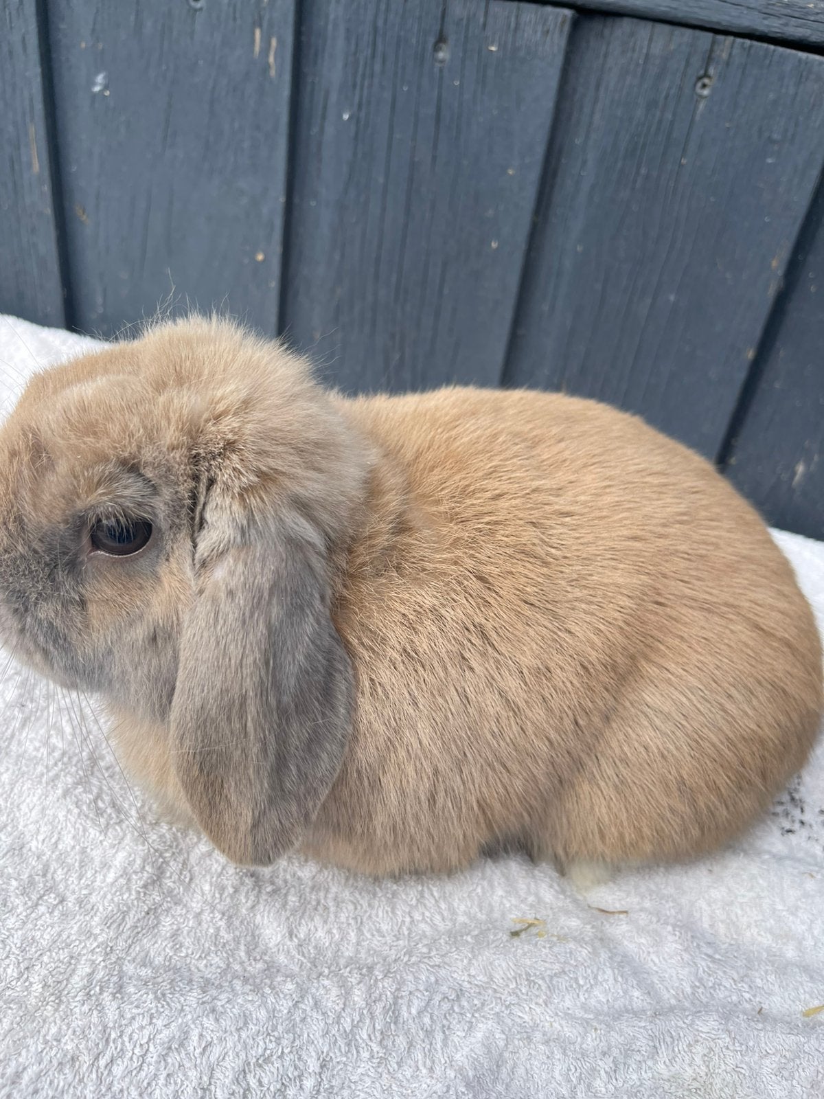 Nederlandse hangoordwerg raszuiver, Dieren en Toebehoren, Konijnen, Meerdere dieren, Dwerg