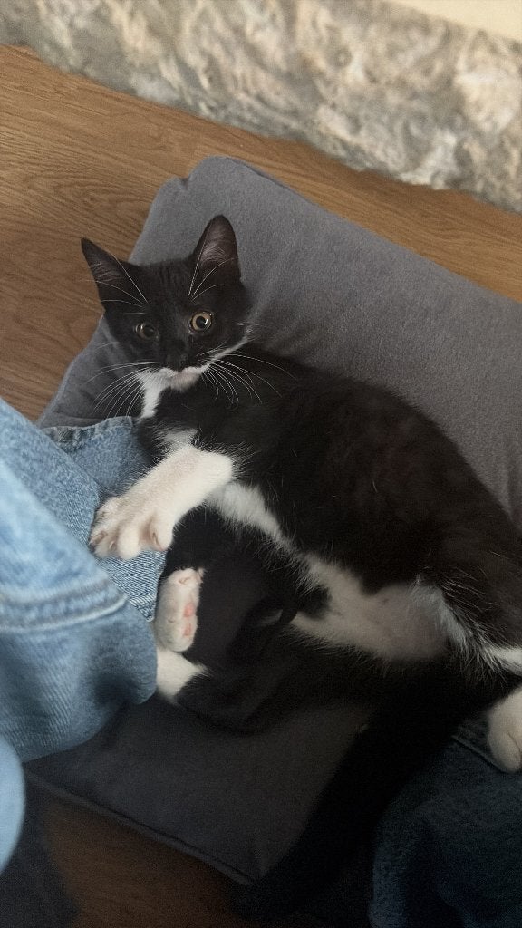 Kitten, Poes, Ontwormd, 0 tot 2 jaar